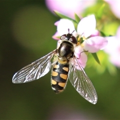 Simosyrphus grandicornis (Common hover fly) at Symonston, ACT - 4 Oct 2025 by RodDeb