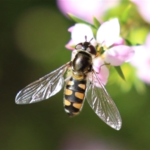 Simosyrphus grandicornis (Common hover fly) at Symonston, ACT - Yesterday by RodDeb