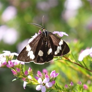Nyctemera amicus (Senecio Moth, Magpie Moth, Cineraria Moth) at Symonston, ACT - Yesterday by RodDeb
