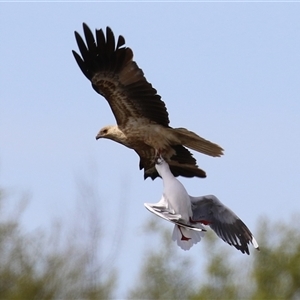 Chroicocephalus novaehollandiae at Fyshwick, ACT - Today by RodDeb