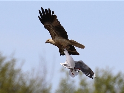 Haliastur sphenurus at Fyshwick, ACT - Yesterday by RodDeb