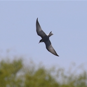 Chlidonias hybrida (Whiskered Tern) at Fyshwick, ACT - Today by RodDeb