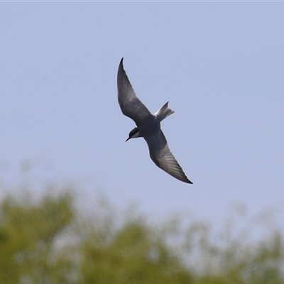 Chlidonias hybrida (Whiskered Tern) at Fyshwick, ACT - 5 Oct 2025 by RodDeb