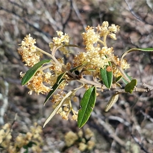 Pomaderris (genus) at Greenwich Park, NSW - Today by trevorpreston