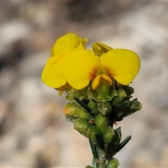 Dillwynia sericea (Egg And Bacon Peas) at Greenwich Park, NSW - 5 Oct 2025 by trevorpreston