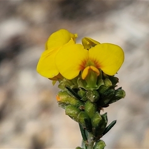 Unverified Pea at Greenwich Park, NSW - Today by trevorpreston