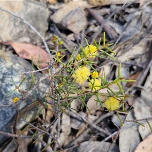 Acacia buxifolia subsp. buxifolia at Greenwich Park, NSW - Today by trevorpreston