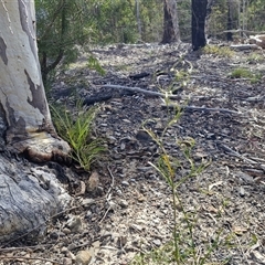 Caustis flexuosa (Curly Wigs) at Greenwich Park, NSW - 5 Oct 2025 by trevorpreston