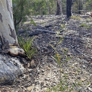 Caustis flexuosa at Greenwich Park, NSW - Today by trevorpreston