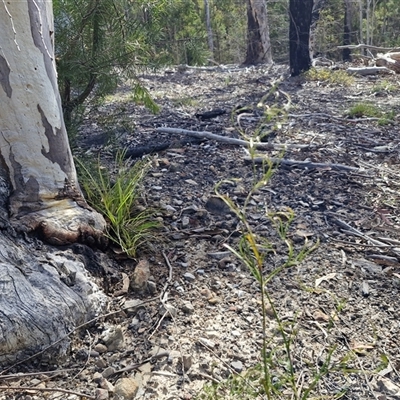Caustis flexuosa (Curly Wigs) at Greenwich Park, NSW - 5 Oct 2025 by trevorpreston