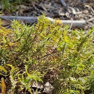 Lomandra obliqua at Greenwich Park, NSW - Today by trevorpreston
