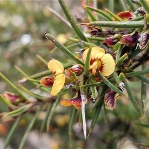 Unverified Pea at Greenwich Park, NSW - Today by trevorpreston
