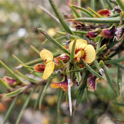 Daviesia acicularis (Sandplain Bitterpea) at Greenwich Park, NSW - 5 Oct 2025 by trevorpreston