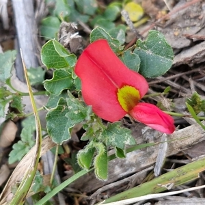 Kennedia rubicunda at Greenwich Park, NSW - Today by trevorpreston
