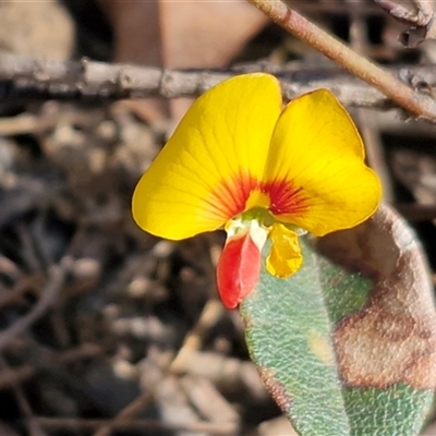 Platylobium montanum subsp. montanum at Greenwich Park, NSW - 5 Oct 2025 by trevorpreston