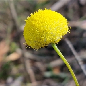 Craspedia variabilis at Greenwich Park, NSW - Today by trevorpreston