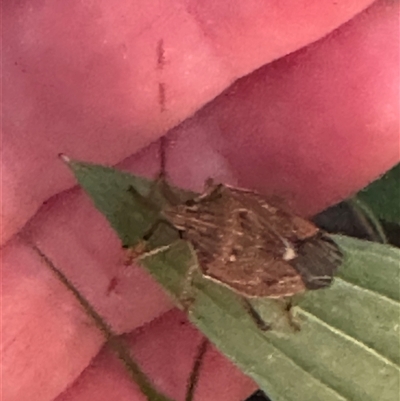 Poecilometis strigatus (Gum Tree Shield Bug) at Kangaroo Valley, NSW - 5 Oct 2025 by lbradley