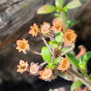Pomax umbellata at Greenwich Park, NSW - Today by trevorpreston