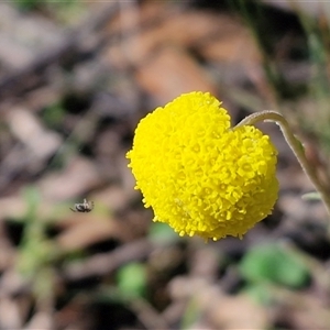 Craspedia variabilis at Greenwich Park, NSW - Today by trevorpreston