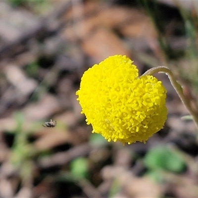 Craspedia variabilis (Common Billy Buttons) at Greenwich Park, NSW - 5 Oct 2025 by trevorpreston