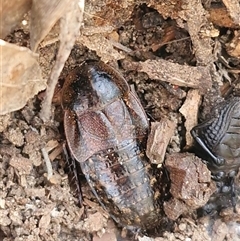 Molytria sp. (genus) (A cockroach) at Greenwich Park, NSW - 5 Oct 2025 by trevorpreston