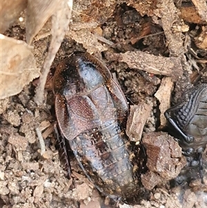 Molytria sp. (genus) at Greenwich Park, NSW - Today by trevorpreston