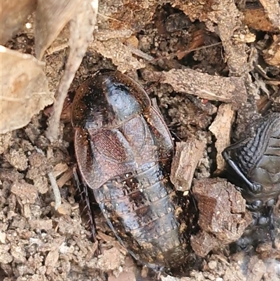 Molytria sp. (genus) (A cockroach) at Greenwich Park, NSW - 5 Oct 2025 by trevorpreston
