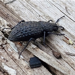 Talaurinus sp. (genus) (Talaurinus ground weevil) at Greenwich Park, NSW - 5 Oct 2025 by trevorpreston