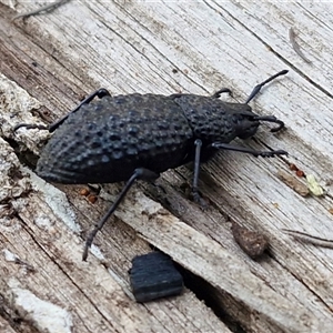 Unverified Darkling beetle (Tenebrionidae) at Greenwich Park, NSW - Today by trevorpreston