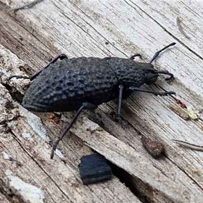 Talaurinus sp. (genus) (Talaurinus ground weevil) at Greenwich Park, NSW - 5 Oct 2025 by trevorpreston