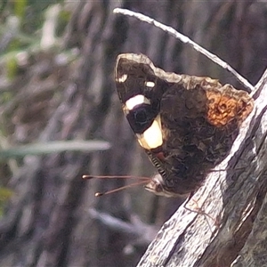 Vanessa itea at Greenwich Park, NSW - Today by trevorpreston