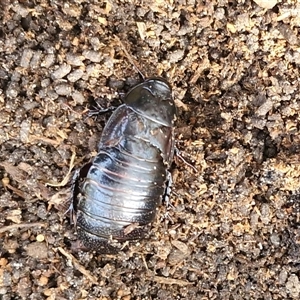 Panesthia australis at Greenwich Park, NSW - Today by trevorpreston