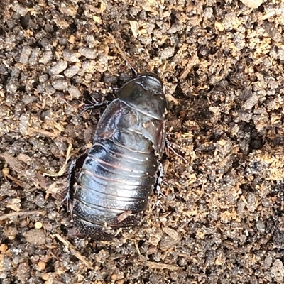 Panesthia australis (Common wood cockroach) at Greenwich Park, NSW - 5 Oct 2025 by trevorpreston
