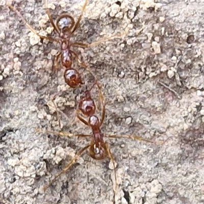 Aphaenogaster longiceps (Funnel ant) at Greenwich Park, NSW - 5 Oct 2025 by trevorpreston