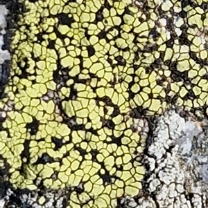 Unverified Lichen at Greenwich Park, NSW - Today by trevorpreston
