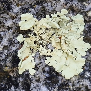 Unverified Lichen at Greenwich Park, NSW - Today by trevorpreston
