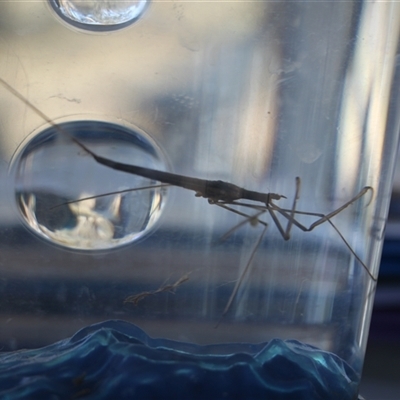 Ranatra sp. (genus) (Water Scorpion or Water Stick Insect) at Belconnen, ACT - 5 Oct 2025 by VanceLawrence