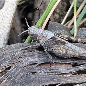 Unverified Grasshopper (several families) at Greenwich Park, NSW - Today by trevorpreston