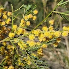 Acacia decurrens (Green Wattle) at Greenwich Park, NSW - 5 Oct 2025 by trevorpreston