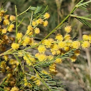 Acacia decurrens at Greenwich Park, NSW - Today by trevorpreston