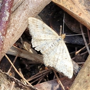 Scopula rubraria (Reddish Wave, Plantain Moth) at Greenwich Park, NSW - Today by trevorpreston