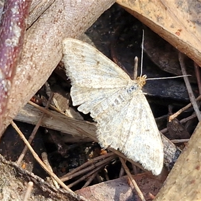 Scopula rubraria (Reddish Wave, Plantain Moth) at Greenwich Park, NSW - 5 Oct 2025 by trevorpreston
