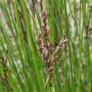 Schoenus apogon at Greenwich Park, NSW - Today by trevorpreston