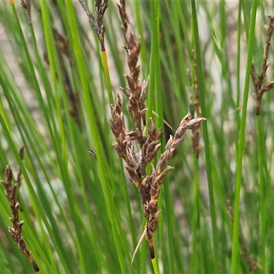 Lepidosperma urophorum (Tailed Rapier-sedge) at Greenwich Park, NSW - 5 Oct 2025 by trevorpreston