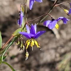 Stypandra glauca (Nodding Blue Lily) at Greenwich Park, NSW - 5 Oct 2025 by trevorpreston