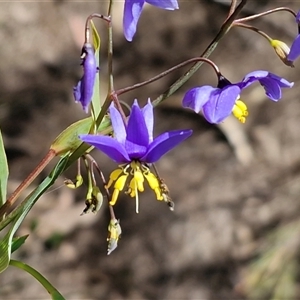 Stypandra glauca at Greenwich Park, NSW - Today by trevorpreston