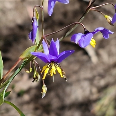 Stypandra glauca (Nodding Blue Lily) at Greenwich Park, NSW - 5 Oct 2025 by trevorpreston