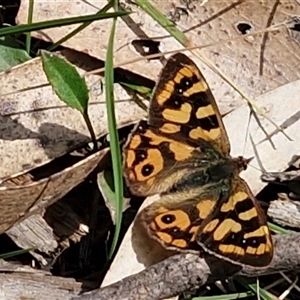 Unverified Nymph (Nymphalidae) at Greenwich Park, NSW - Today by trevorpreston