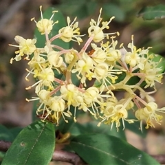Pomaderris andromedifolia subsp. andromedifolia (Andromeda Pomaderris) at Greenwich Park, NSW - 5 Oct 2025 by trevorpreston