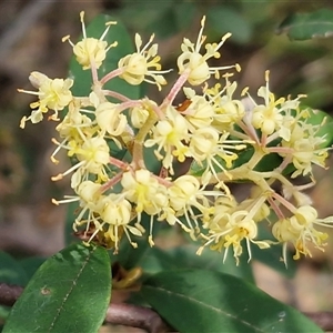 Pomaderris (genus) at Greenwich Park, NSW - Today by trevorpreston
